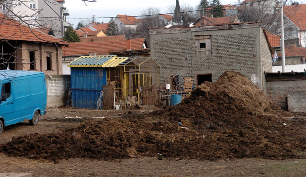 НИЈЕ ПРОНАЂЕН ЛЕШ УГИНУЛОГ КОЊА: Власнику потпуна забрана узгоја животиња